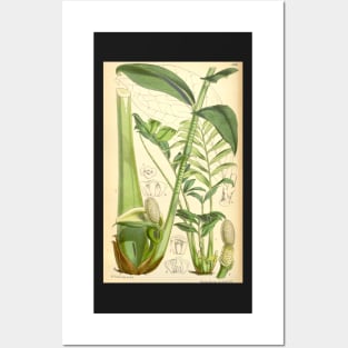 ZZ plant - botanical illustration Posters and Art